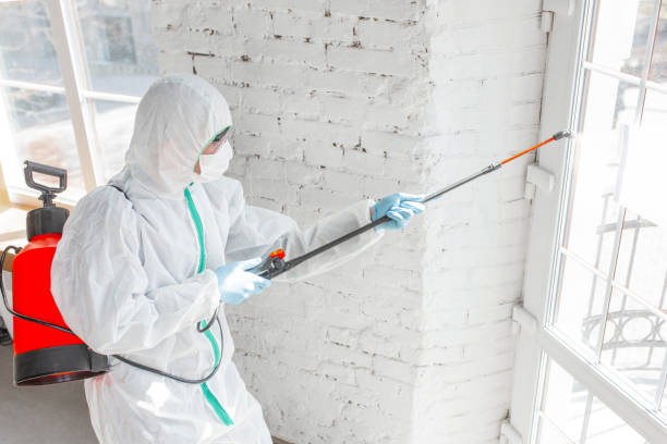 Professional Mold Removal Services in Bartonville, TX