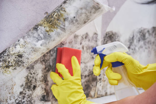 Best Water Damage & Mold Remediation  in Bartonville, TX